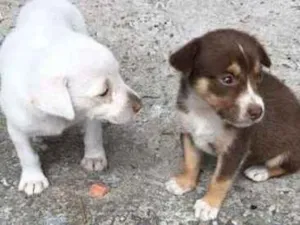 Cachorro raça SRD idade 2 a 6 meses nome filhotes tais