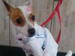 Cachorro raça SRD idade 3 anos nome femea luiz