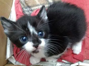 Gato raça Srd idade 2 a 6 meses nome Patotinha