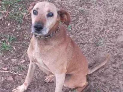 Cachorro raça Vira-lata idade 6 ou mais anos nome Chu-chu