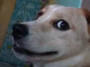 Cachorro raça Desconhecido idade 2 anos nome Mel
