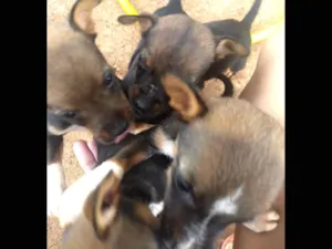 Cachorro raça Vira-lata idade Abaixo de 2 meses nome Ainda não tem