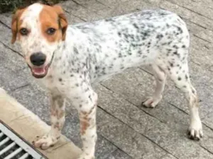 Cachorro raça srd idade 2 a 6 meses nome Pirata