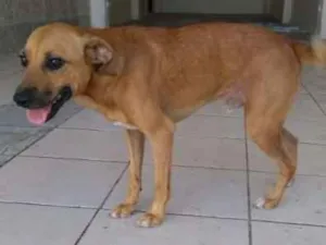 Cachorro raça SRD idade 2 anos nome Juli, Ronaldinho