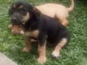 Cachorro raça indefinida idade Abaixo de 2 meses nome sem nome
