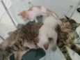 Varios gatinhos