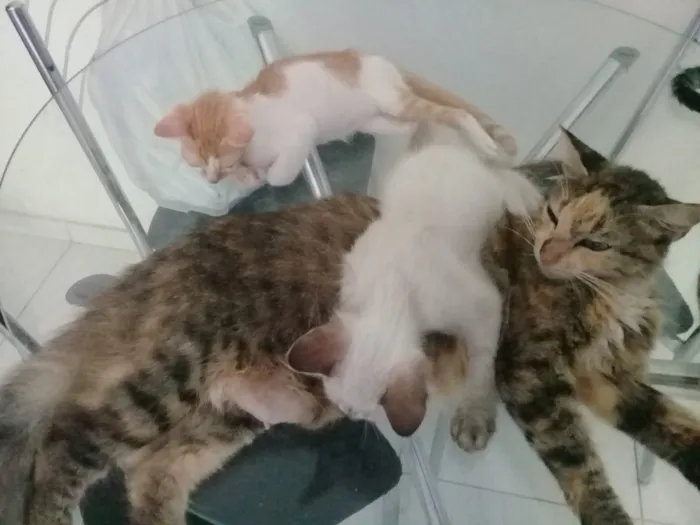 Gato ra a  idade  nome Varios gatinhos