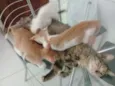 Varios gatinhos