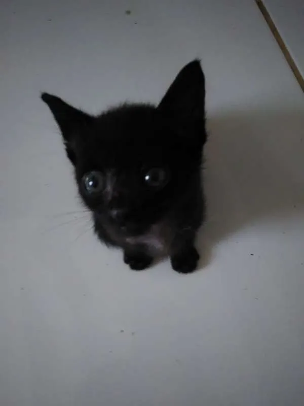 Gato raça  idade 2 a 6 meses nome Tapioca