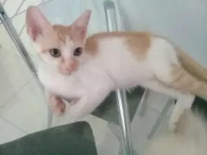 Gato raça  idade  nome Varios gatinhos