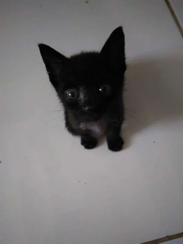 Gato raça  idade 2 a 6 meses nome Tapioca