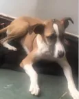 Bela 