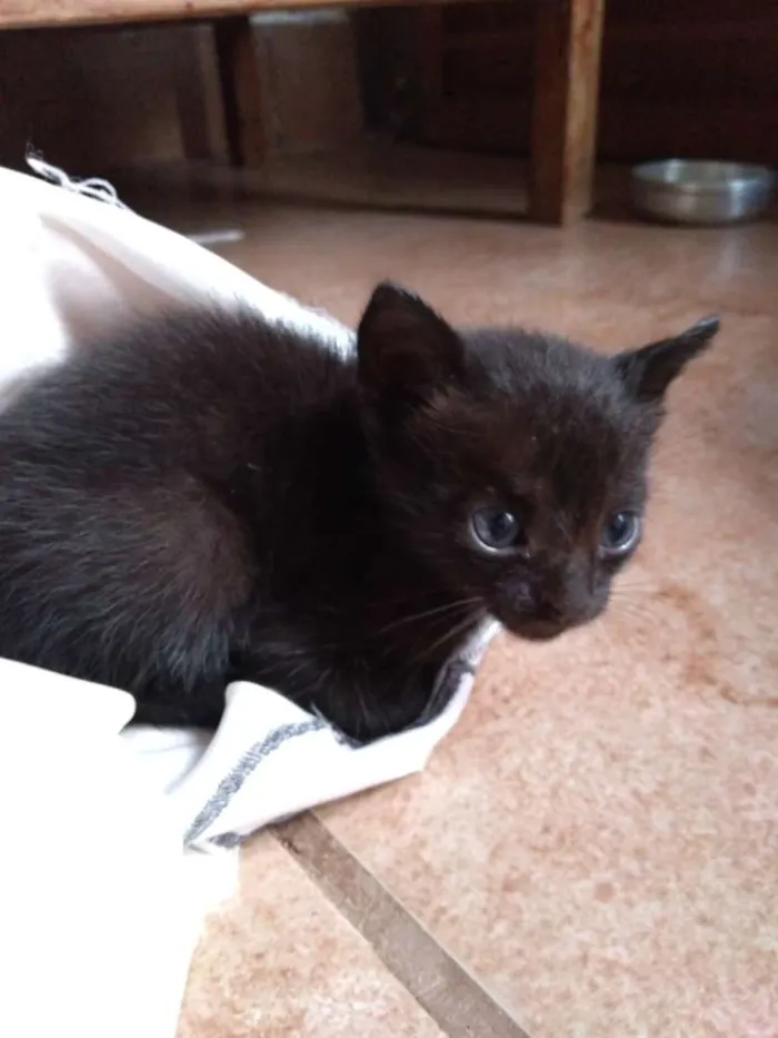 Gato raça Sem raça definida idade Abaixo de 2 meses nome Sem nomes