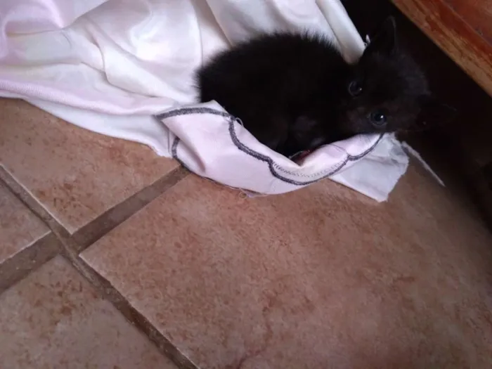 Gato raça Sem raça definida idade Abaixo de 2 meses nome Sem nomes