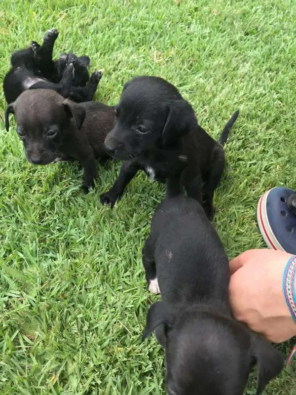 Cachorro raça Sem Raça Definida idade Abaixo de 2 meses nome Sem nome ainda