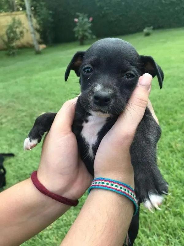 Cachorro raça Sem Raça Definida idade Abaixo de 2 meses nome Sem nome ainda