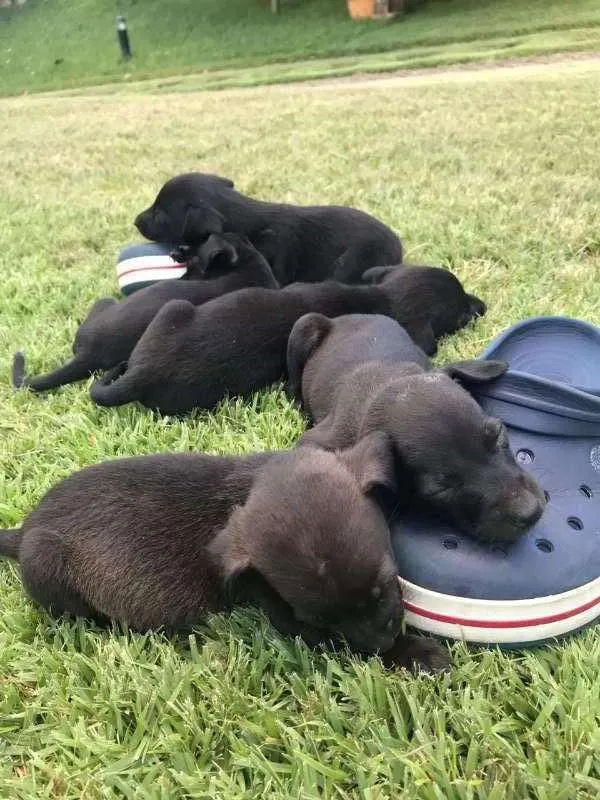 Cachorro raça Sem Raça Definida idade Abaixo de 2 meses nome Sem nome ainda