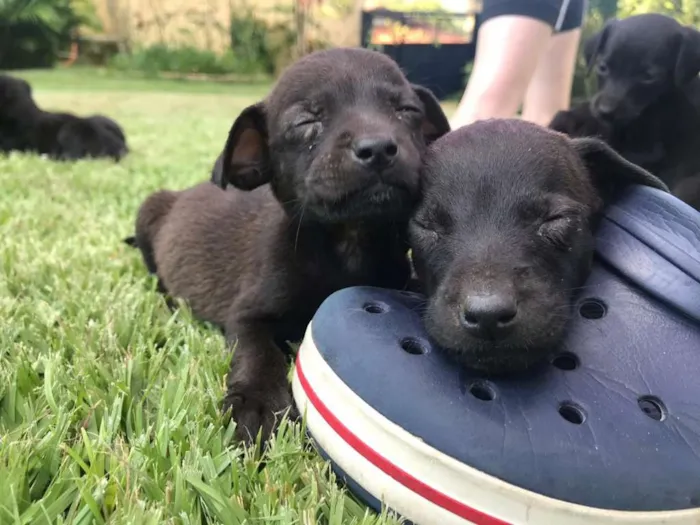 Cachorro raça Sem Raça Definida idade Abaixo de 2 meses nome Sem nome ainda