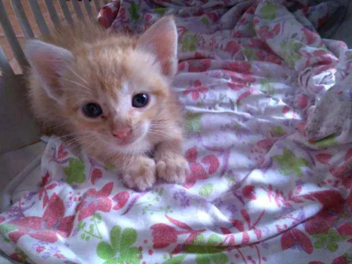 Gato raça Sem raça definida idade Abaixo de 2 meses nome Sem nomes
