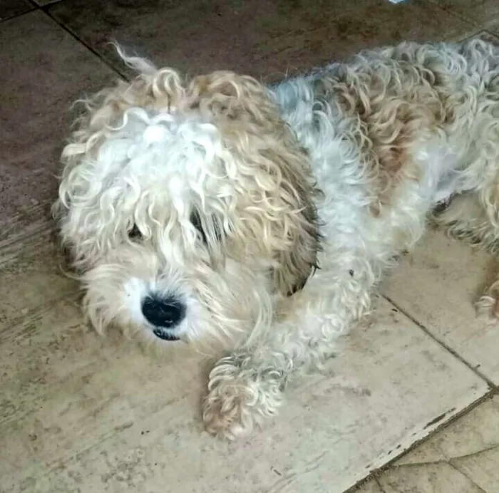 Cachorro ra a Poodle  idade 1 ano nome Mel