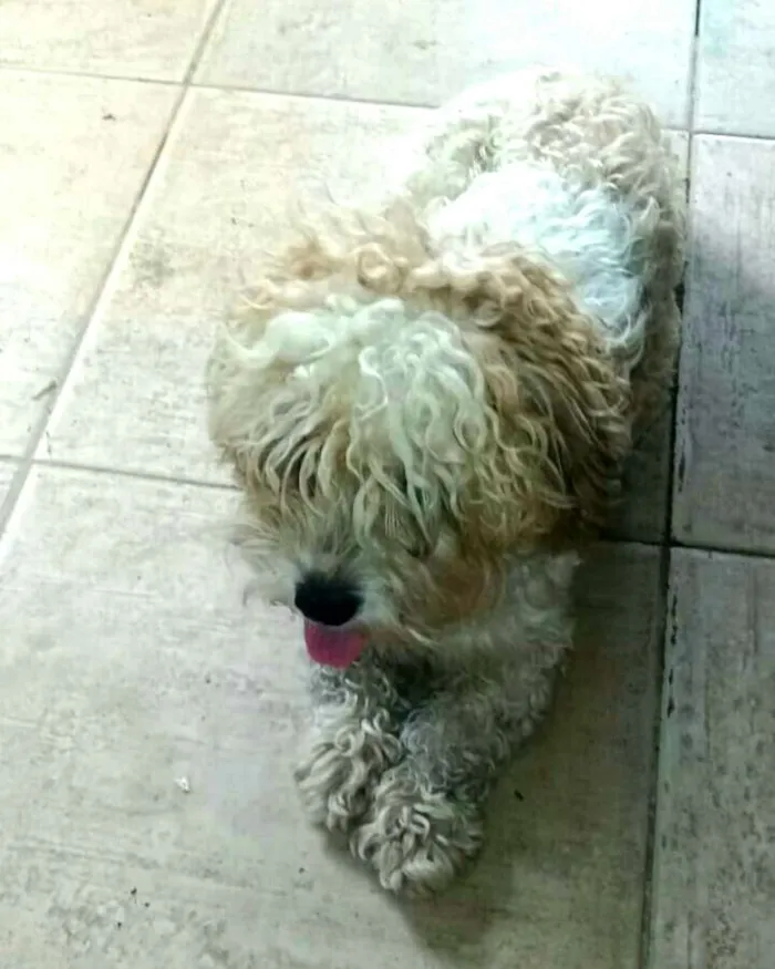 Cachorro ra a Poodle  idade 1 ano nome Mel