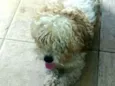 Mel