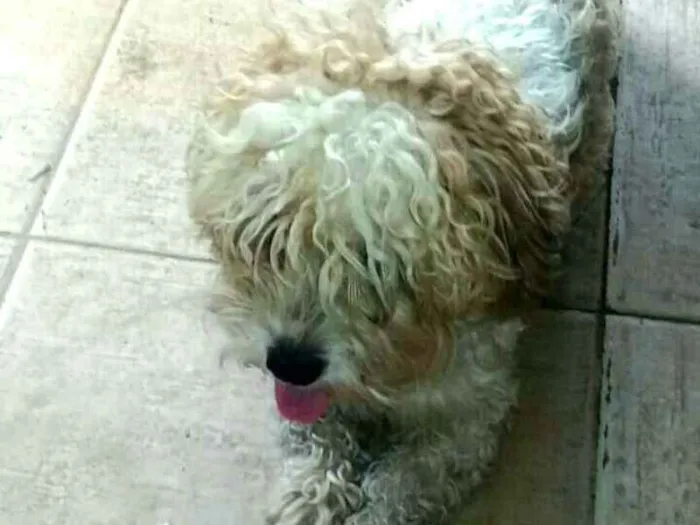 Cachorro ra a Poodle  idade 1 ano nome Mel