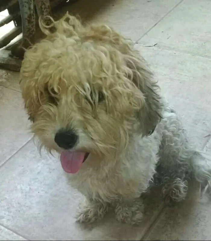 Cachorro ra a Poodle  idade 1 ano nome Mel
