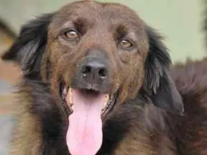 Cachorro raça  idade 5 anos nome Enzo