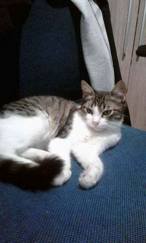 Gato ra a  idade 2 a 6 meses nome Belinha