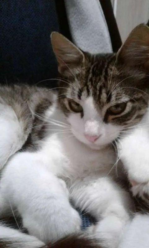 Gato ra a  idade 2 a 6 meses nome Belinha
