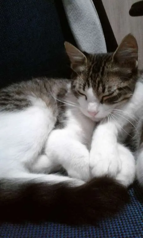 Gato ra a  idade 2 a 6 meses nome Belinha