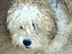 Cachorro raça Poodle  idade 1 ano nome Mel
