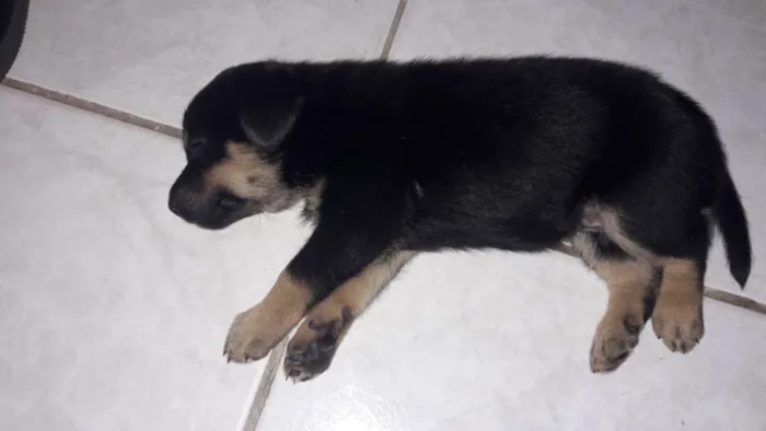 Cachorro ra a Vira lata  idade Abaixo de 2 meses nome Sem nome 