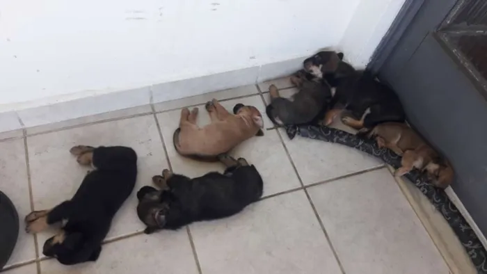Cachorro ra a Vira lata  idade Abaixo de 2 meses nome Sem nome 
