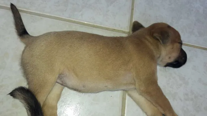 Cachorro ra a Vira lata  idade Abaixo de 2 meses nome Sem nome 