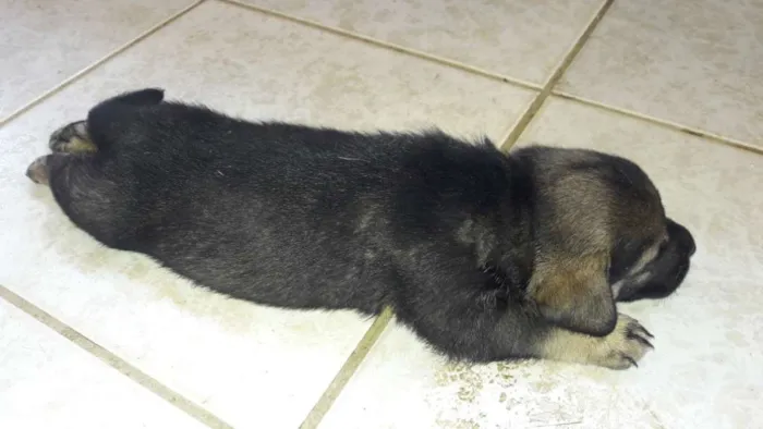 Cachorro ra a Vira lata  idade Abaixo de 2 meses nome Sem nome 