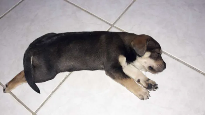Cachorro ra a Vira lata  idade Abaixo de 2 meses nome Sem nome 