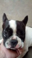 Max (adoção especial