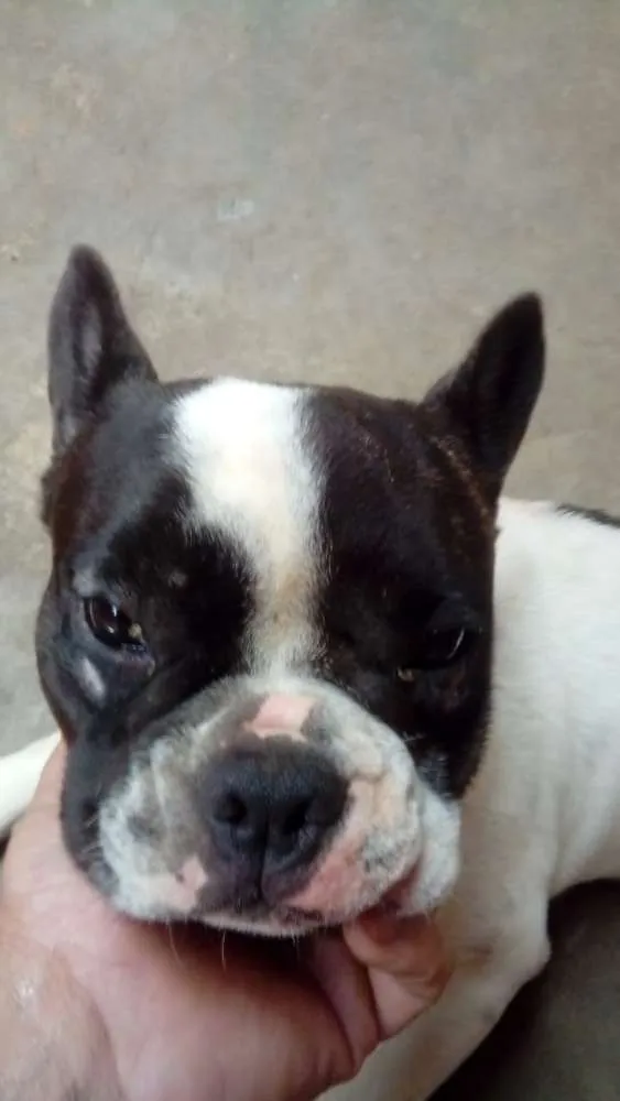 Cachorro ra a Buldogue Francês  idade 7 a 11 meses nome Max (adoção especial