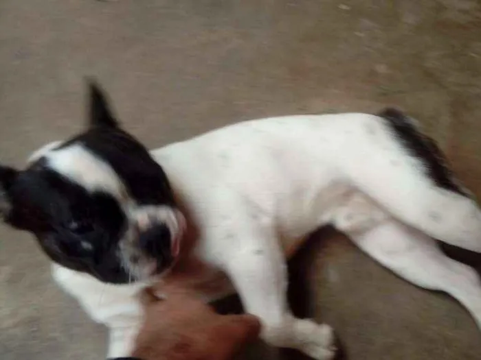 Cachorro ra a Buldogue Francês  idade 7 a 11 meses nome Max (adoção especial