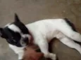 Max (adoção especial