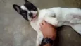 Max (adoção especial