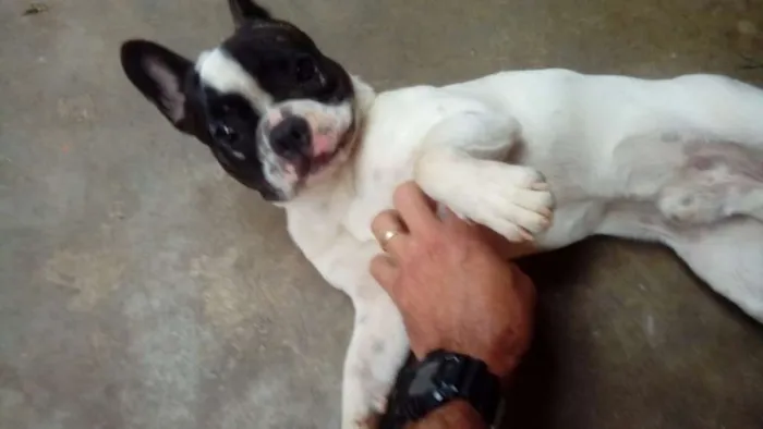 Cachorro ra a Buldogue Francês  idade 7 a 11 meses nome Max (adoção especial