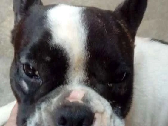 Cachorro ra a Buldogue Francês  idade 7 a 11 meses nome Max (adoção especial
