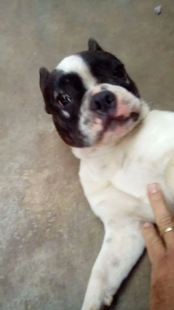 Cachorro ra a Buldogue Francês  idade 7 a 11 meses nome Max (adoção especial