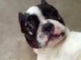 Max (adoção especial
