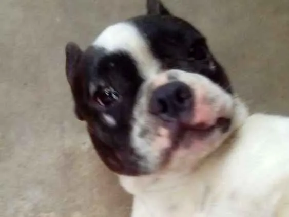 Cachorro ra a Buldogue Francês  idade 7 a 11 meses nome Max (adoção especial