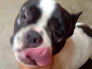 Cachorro raça Buldogue Francês  idade 7 a 11 meses nome Max (adoção especial