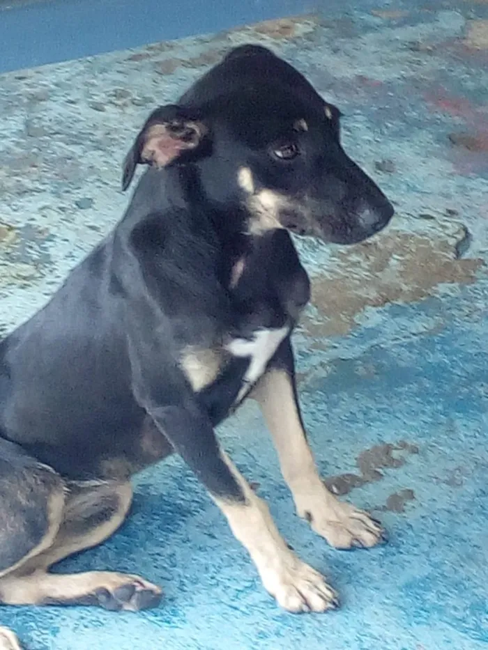 Cachorro ra a SRD idade 7 a 11 meses nome Lua